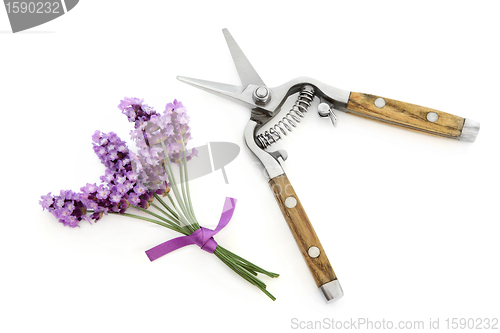 Image of Lavender Herb Flowers and Secateurs