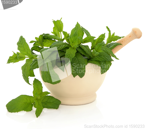 Image of Mint Herb Leaves