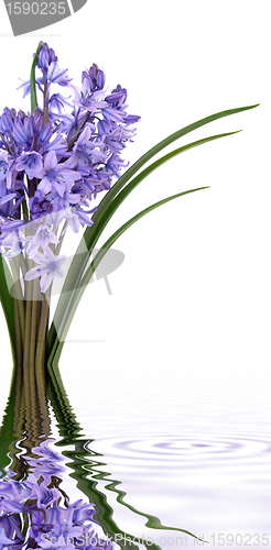 Image of Bluebell Flowers