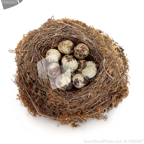 Image of Quail Eggs