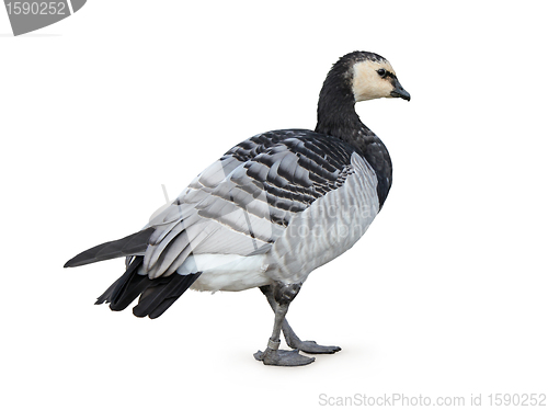 Image of Barnacle Goose