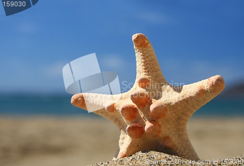 Image of Beach Starfish