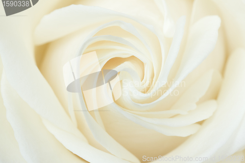 Image of A close-up of a white rose 