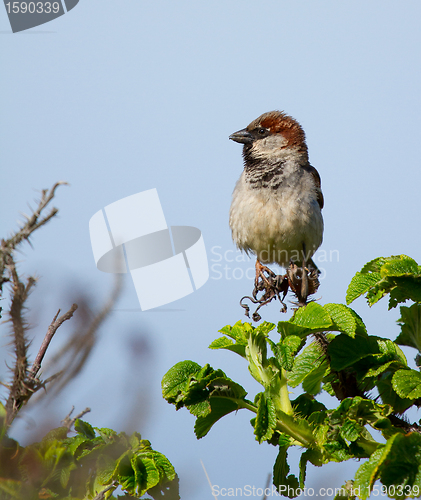 Image of A sparrow on the lookout