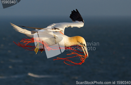 Image of A gannet flying with a orange rope in it's beak 