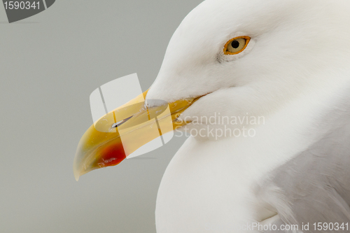 Image of A close-up of a Herring Gull 