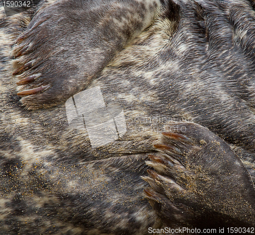 Image of Close-up of a grey seal 