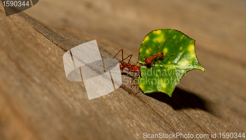 Image of A leaf cutter ant is carrying a leaf