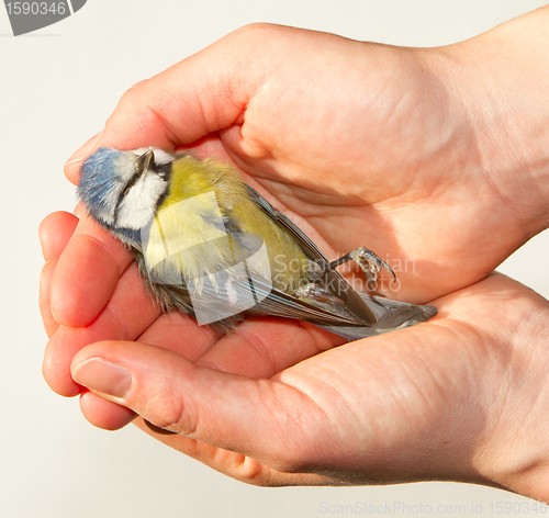 Image of A deceased blue tit is being held in a woman's hand 