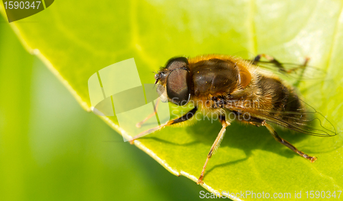 Image of A bee is resting on a leaf 