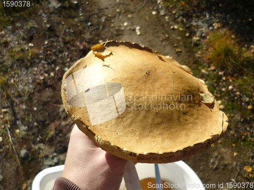 Image of  Mushroom big orange-cap boletus