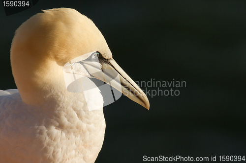 Image of A close-up of a gannet 