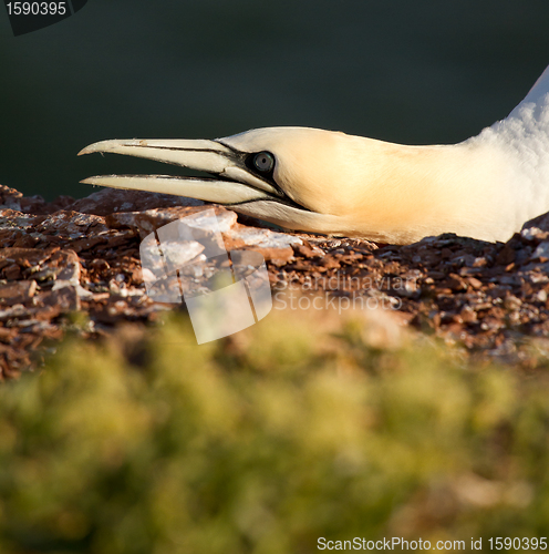 Image of A close-up of a gannet 