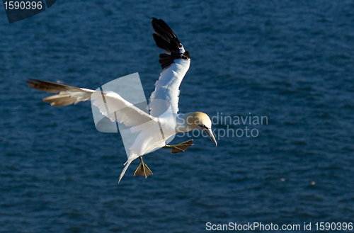 Image of A gannet in the sky 