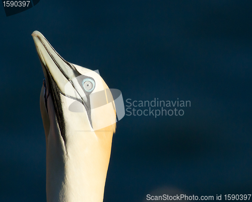 Image of A gannet in Helgoland 