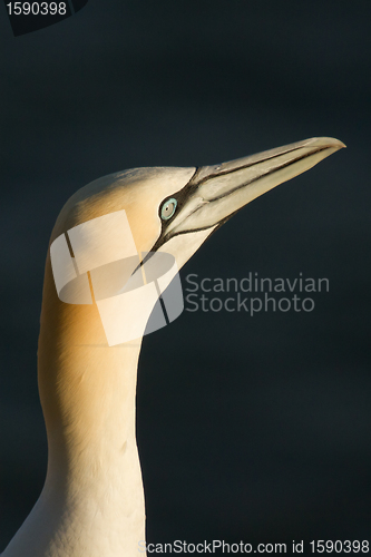 Image of A gannet in Helgoland 