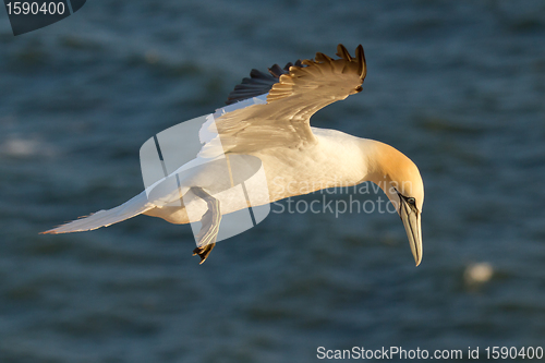 Image of A gannet in the sky 