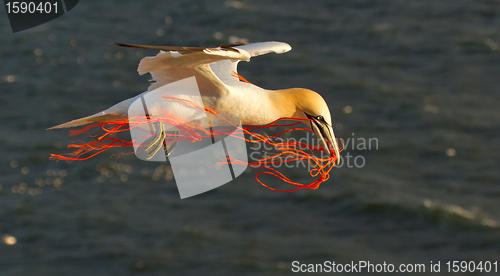 Image of A gannet flying with a orange rope in it's beak 