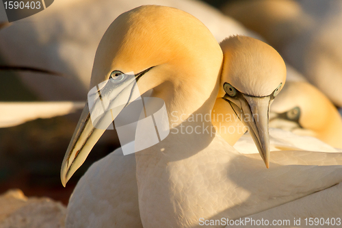 Image of A loving couple of gannets 