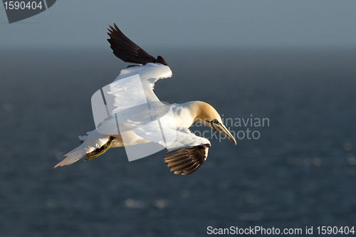Image of A gannet in the sky 