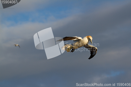 Image of A gannet in the sky 