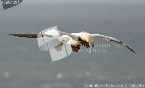 Image of A gannet above the sea 