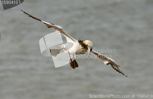 Image of A gannet above the sea 