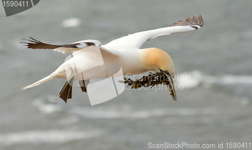 Image of A gannet above the sea 