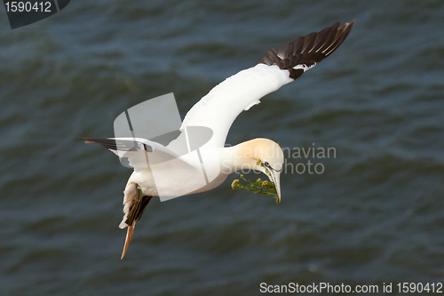Image of A gannet above the sea 