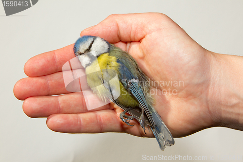 Image of A deceased blue tit is being held by a woman's hand 