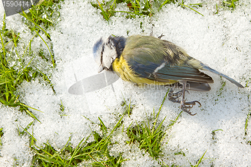 Image of A blue tit starved to death and lies on the cold snow 