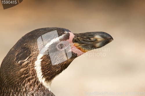 Image of A Humboldt penguin in a dutch zoo 