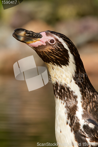Image of A Humboldt penguin in a dutch zoo 