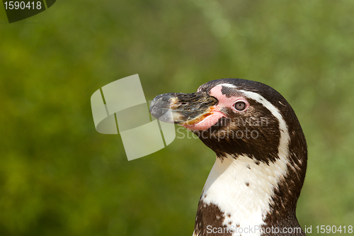 Image of A Humboldt penguin in a dutch zoo 