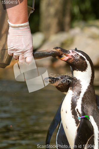 Image of A pinguin is being fed in a dutch zoo 