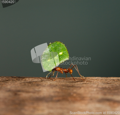 Image of A leaf cutter ant is carrying a leaf