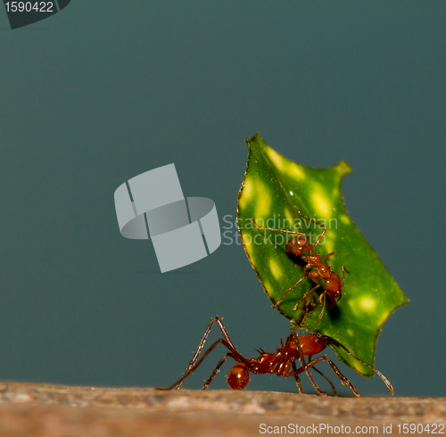 Image of A leaf cutter ant is carrying a leaf