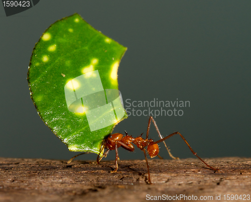 Image of A leaf cutter ant is carrying a leaf
