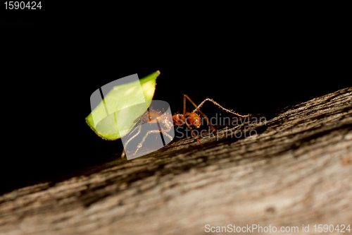 Image of A leaf cutter ant is carrying a leaf