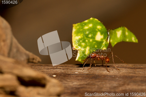 Image of A leaf cutter ant is carrying a leaf