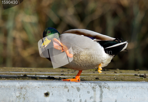 Image of A duck is washing itself 