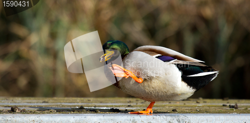 Image of A duck is washing itself 