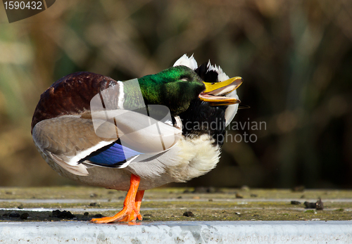 Image of A duck is washing itself 