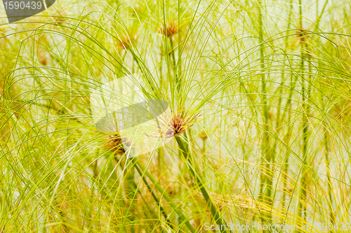Image of Water plants in summer