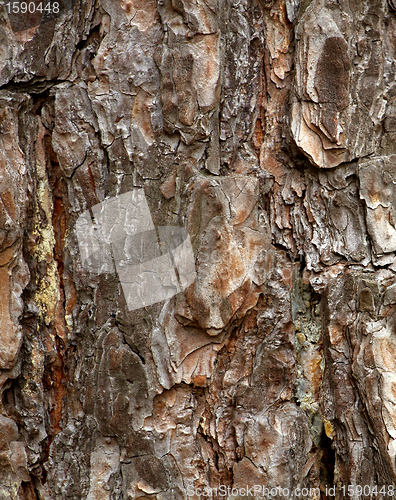 Image of wooden texture