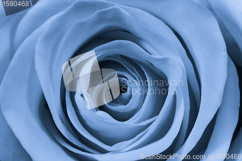 Image of blue rose close up