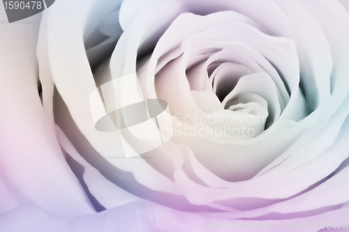 Image of multicolor rose