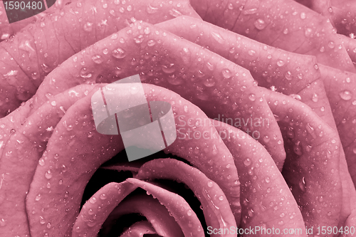 Image of pink rose