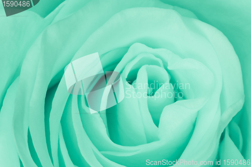 Image of green rose close up