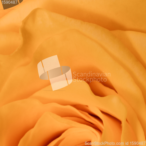 Image of orange rose close up